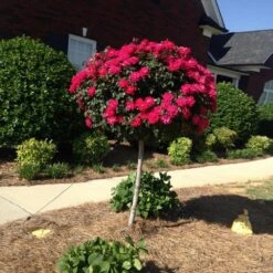 Knock Out® Rose Tree -Plant Sales Store Knockout Rose Tree Red FGT