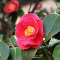 Korean Fire Camellia Shrub -Plant Sales Store Korean Fire Camellia 5 FGT