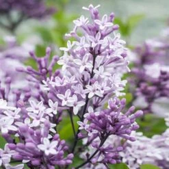 Dwarf Korean Lilac Tree -Plant Sales Store Korean Lilac Tree 2 BB