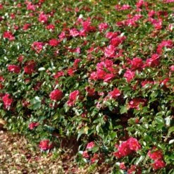 Kramers Camellia Shrub -Plant Sales Store Kramers Camellia FGT 1