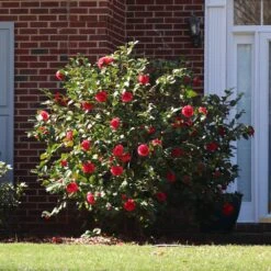 Kramers Camellia Shrub -Plant Sales Store Kramers Camellia FGT 5