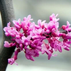 Lavender Twist® Weeping Redbud Tree -Plant Sales Store LAVENDER TWIST THUMB 6e0b03e6 c145 40fa 9261 d759a9ab9546