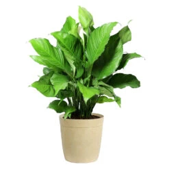 Peace Lily Plant -Plant Sales Store LIL PEA.10 Beige Delilah