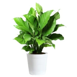 Peace Lily Plant -Plant Sales Store LIL PEA.10 white Delilah