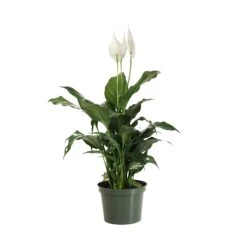 Peace Lily Plant -Plant Sales Store LIL PEA.6