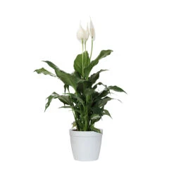Peace Lily Plant -Plant Sales Store LIL PEA1 delilah white