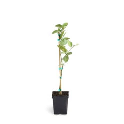 Persian 'Bearss' Lime Tree -Plant Sales Store LIM PER 12 1QT