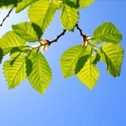 Lacebark Chinese Elm Tree -Plant Sales Store Lacebark Chinese Elm 1 FGT