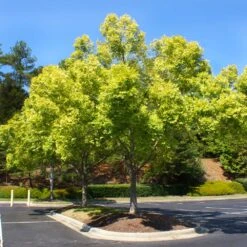 Lacebark Chinese Elm Tree -Plant Sales Store Lacebark Chinese Elm 5 FGT