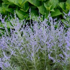 Lacey Blue Russian Sage 5 Lacey Blue Russian Sage -Plant Sales Store Lacey Blue Russian Sage 1