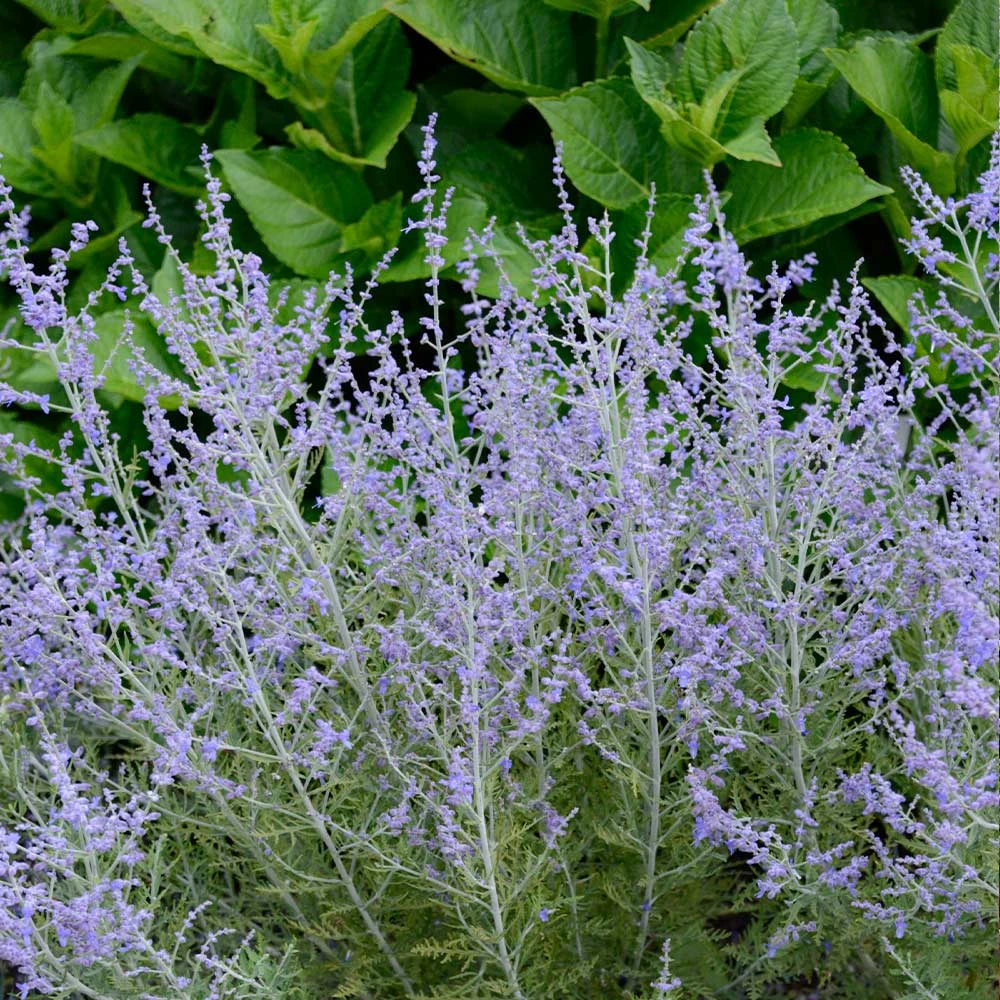 Lacey Blue Russian Sage 3 Lacey Blue Russian Sage - Image 3