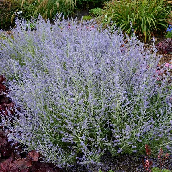 Lacey Blue Russian Sage 1 Lacey Blue Russian Sage