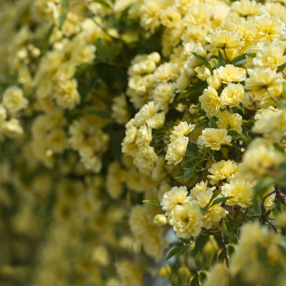 Lady Banks Climbing Rose 2 Lady Banks Climbing Rose - Image 2