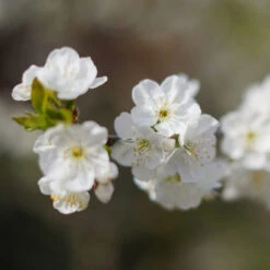 Cherry Pollinator Pack -Plant Sales Store Lapins Cherry Tree 4be6809a e834 4880 9e9a 9ebb1555a7d2