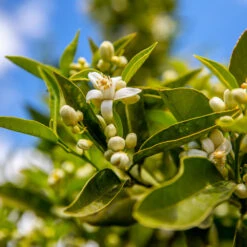 Lane Late Navel Orange -Plant Sales Store Late Lane Orange 1