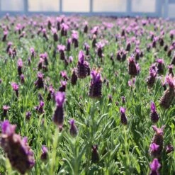 Lavender Standard Topiary Tree -Plant Sales Store Lavender Trees 1