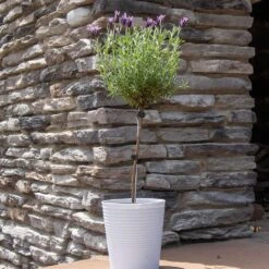 Lavender Standard Topiary Tree -Plant Sales Store Lavender Trees 2