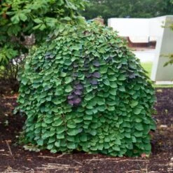 New Release -Plant Sales Store Lavender Twist Redbud 3