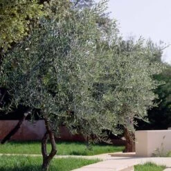 Lecciana Olive Tree -Plant Sales Store Lecciana Olive Tree 3