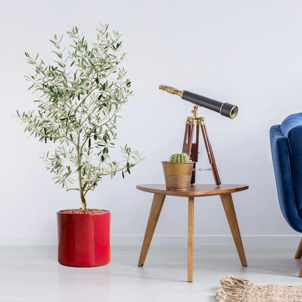 Leccino Olive Tree 2 Leccino Olive Tree - Image 2