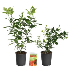 Meyer Lemon + Key Lime Bush Pack -Plant Sales Store Lemon and LimeBushes 2