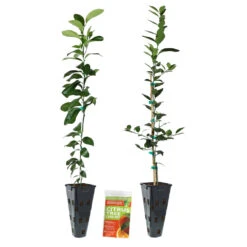 Meyer Lemon + Key Lime Tree Pack 11 Meyer Lemon + Key Lime Tree Pack -Plant Sales Store Lemon and LimeTrees2
