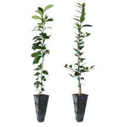 Meyer Lemon + Key Lime Tree Pack 8 Meyer Lemon + Key Lime Tree Pack -Plant Sales Store Lemon and LimeTrees 91ce8611 fcee 4431 8480 d36e7e121b7e