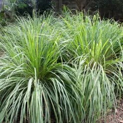 Lemon Grass Plant (Cymbopogon Citratus) -Plant Sales Store Lemon Grass 4