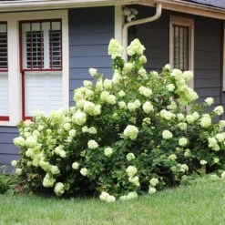 Limelight Hydrangea Shrub -Plant Sales Store Limelight Hydrangea 4 FGT