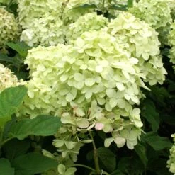 Limelight Hydrangea Tree -Plant Sales Store Limelight Hydrangea Tree 4 FGT