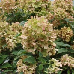 Limelight Hydrangea Tree -Plant Sales Store Limelight Hydrangea Tree 5 FGT