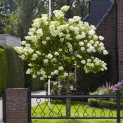 Limelight Hydrangea Tree -Plant Sales Store Limelight Hydrangea Tree 6 FGT