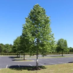Tulip Poplar 'Little Volunteer' -Plant Sales Store Little Volunteer Poplar 1