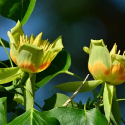 Tulip Poplar 'Little Volunteer' -Plant Sales Store Little Volunteer Poplar 2