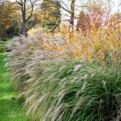 Little Kitten Maiden Grass 5 Little Kitten Maiden Grass -Plant Sales Store Little kitten Madien Grass 1