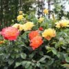 Livin' Easy™ And Easy-Going™ Two-fer® Rose Tree