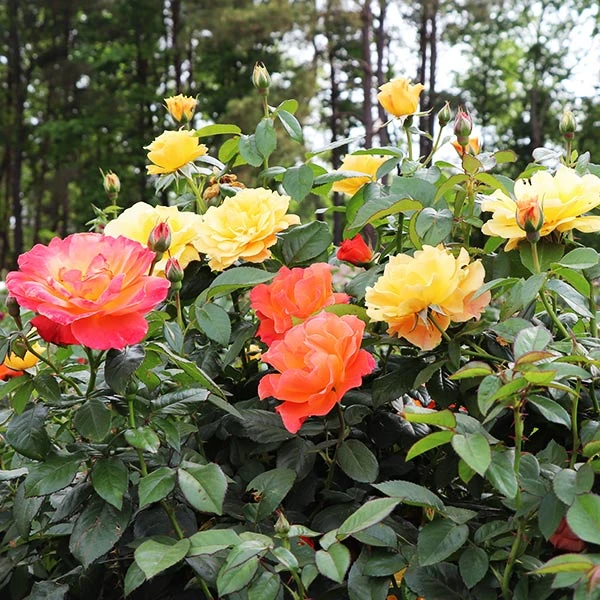Livin' Easy™ And Easy-Going™ Two-fer® Rose Tree 1 Livin' Easy™ And Easy-Going™ Two-fer® Rose Tree