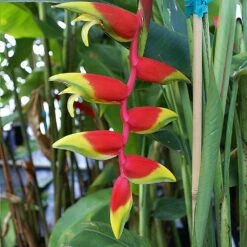 Lobster Claw Plant 7 Lobster Claw Plant -Plant Sales Store Lobster Claw 6