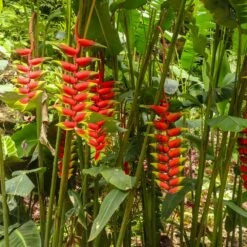 Lobster Claw Plant 8 Lobster Claw Plant -Plant Sales Store Lobster Claw 7 FGT