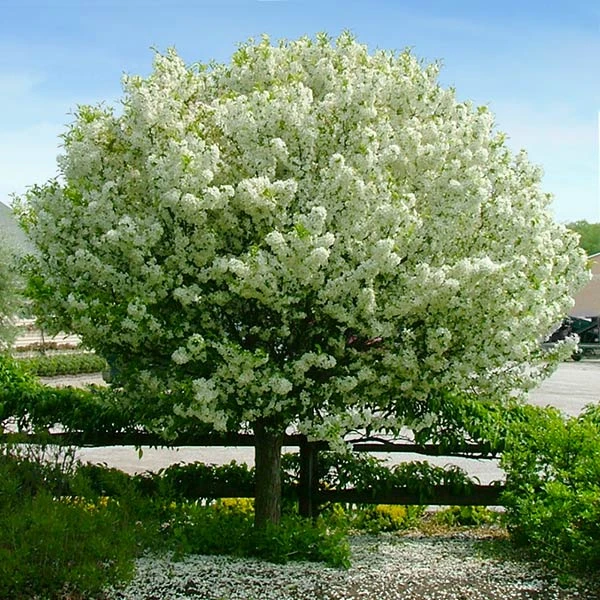 Lollipop® Crabapple Tree 1 Lollipop® Crabapple Tree
