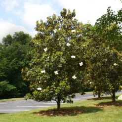 Little Gem Magnolia Tree -Plant Sales Store Lttle Gem Magnolia 4