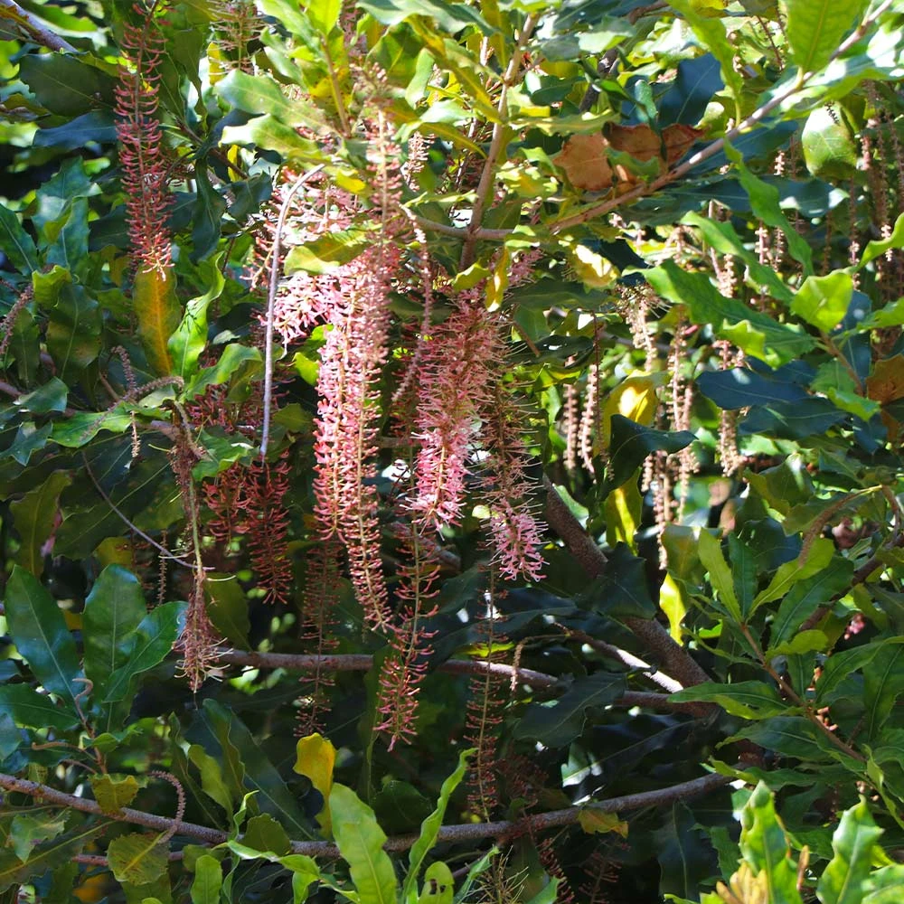 Macadamia Nut Tree 5 Macadamia Nut Tree - Image 5