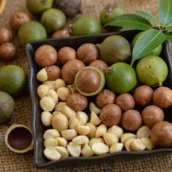 Macadamia Nut Tree 8 Macadamia Nut Tree -Plant Sales Store Macadamia Nut Tree 6 FGT