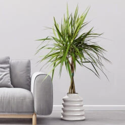 Braided Madagascar Dragon Tree