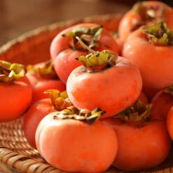 Weeping Persimmon -Plant Sales Store Magic Fountain Weeping Persimmon 2