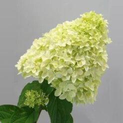 Magical® Candle Hydrangea Shrub -Plant Sales Store Magical Candle 2