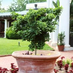 Ginkgo Biloba 'Mariken' Tree 9 Ginkgo Biloba 'Mariken' Tree -Plant Sales Store Mairken Ginkgo 1 FGT