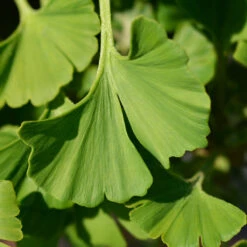 Ginkgo Biloba 'Mariken' Tree 11 Ginkgo Biloba 'Mariken' Tree -Plant Sales Store Mairken Ginkgo 4 FGT