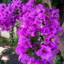 Majestic Purple Bougainvillea -Plant Sales Store Majestic Purple Bougainvillea 4 FGT