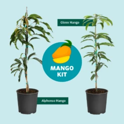 Alphonso Mango -Plant Sales Store Mango Kit Graphic dc77f6db ee29 43d2 85de 9f3718171195